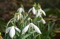 Snowdrops, Tindale Gardens IMG_6816